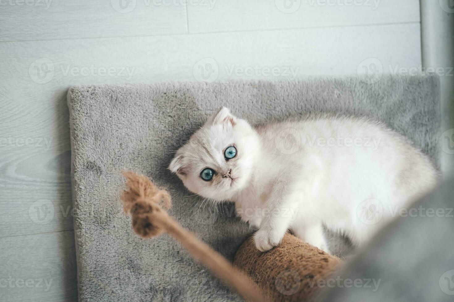 Close up of a cute scottish fold kitten playing with a scratching post. Cat playing with a rope on a cat scratch stand photo