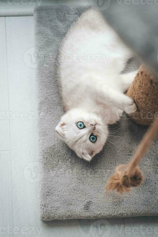 Close up of a cute scottish fold kitten playing with a scratching post. Cat playing with a rope on a cat scratch stand photo