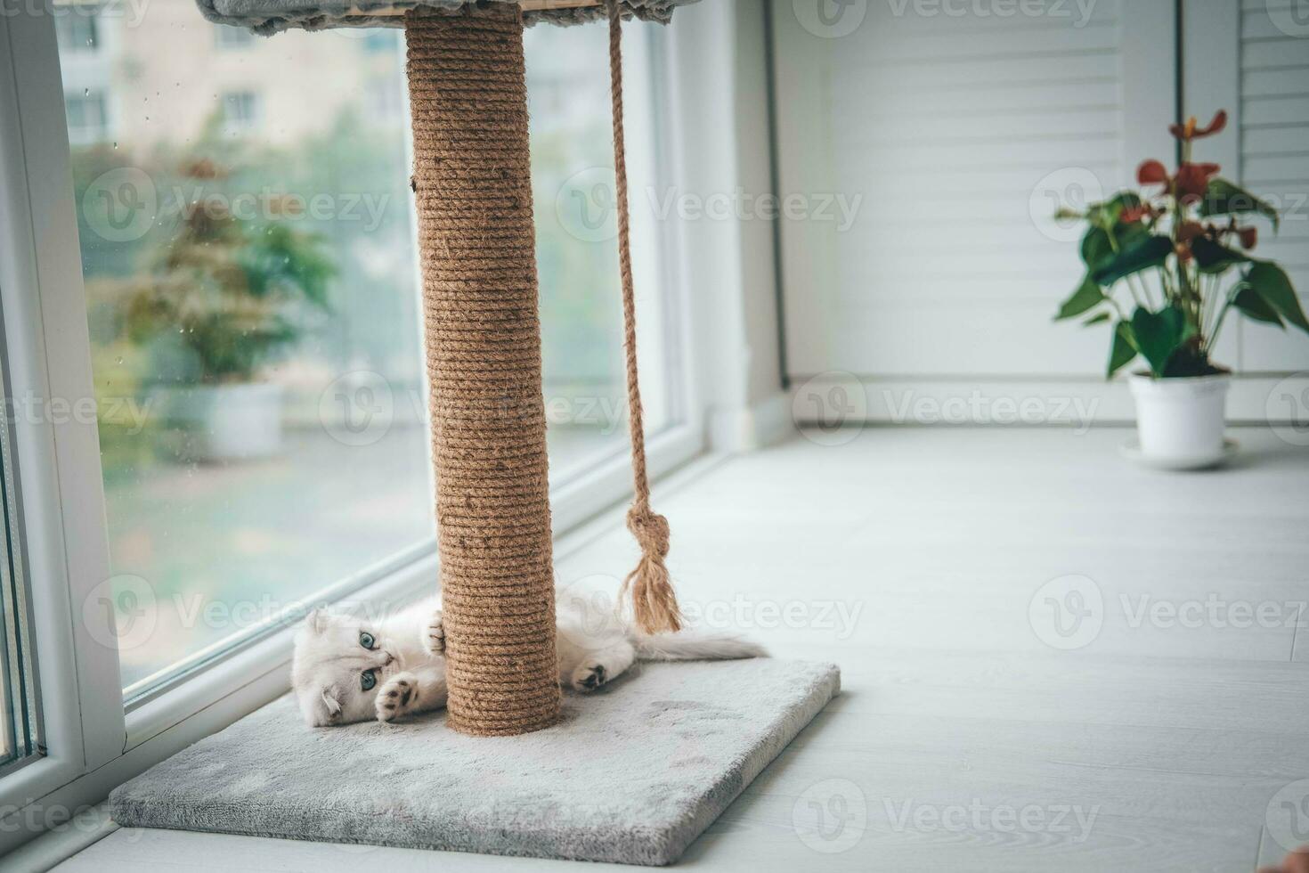 A cute Scottish Fold kitten is playing with a scratching post rope. Cat playing with a rope on a cat scratch stand. photo