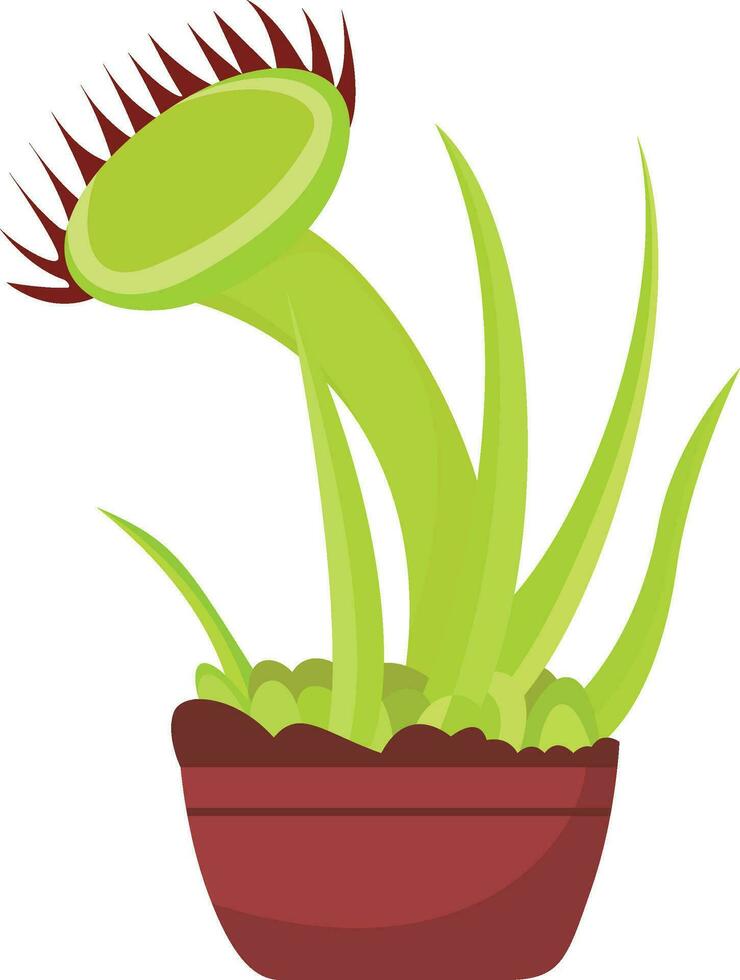 Venus Fly Trap flat style vector illustration , Dionaea muscipula stock vector image