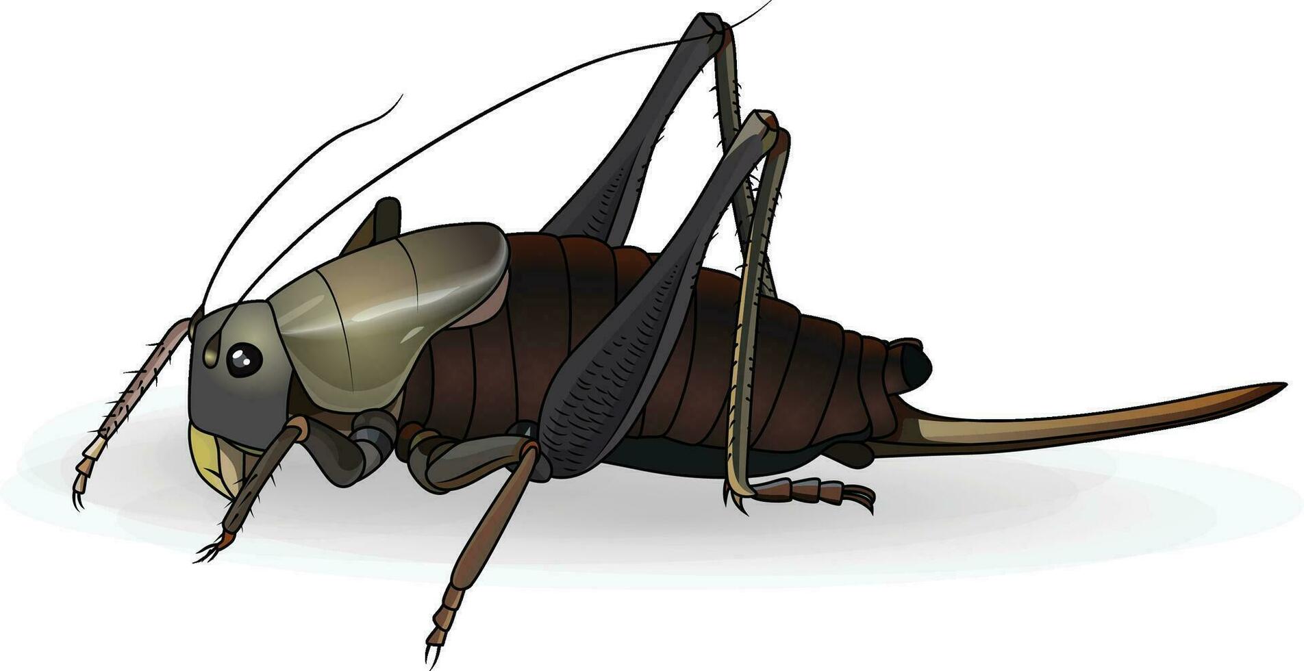 Mormon cricket insect anabrus simplex tettigoniidae vector illustration image