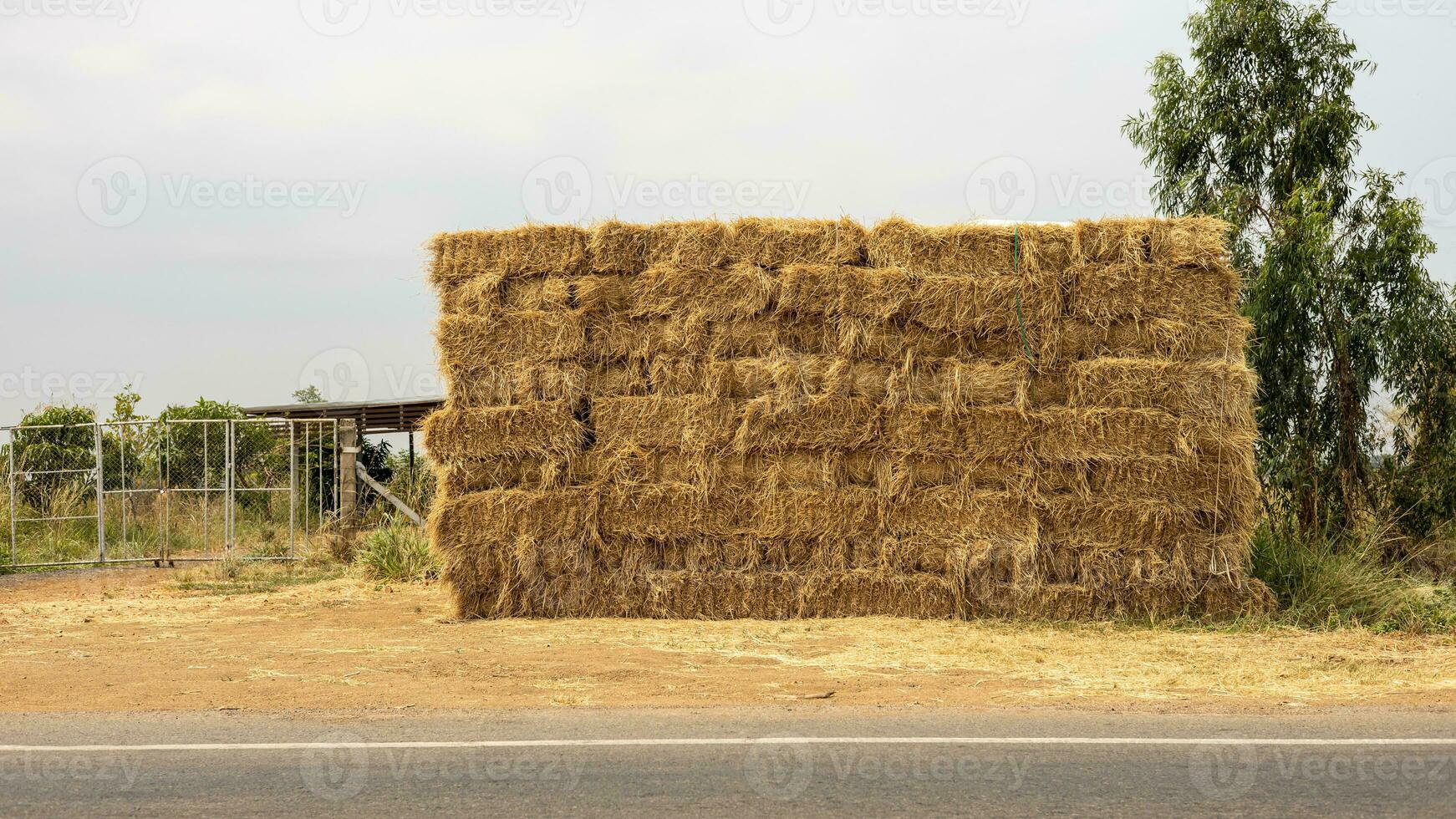 A view of many piles of rice straw pressed into squares. photo