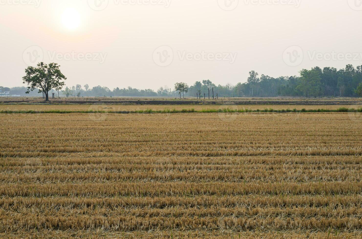 Scenery of straw stubble in rice fields that have passed the harvest season. photo