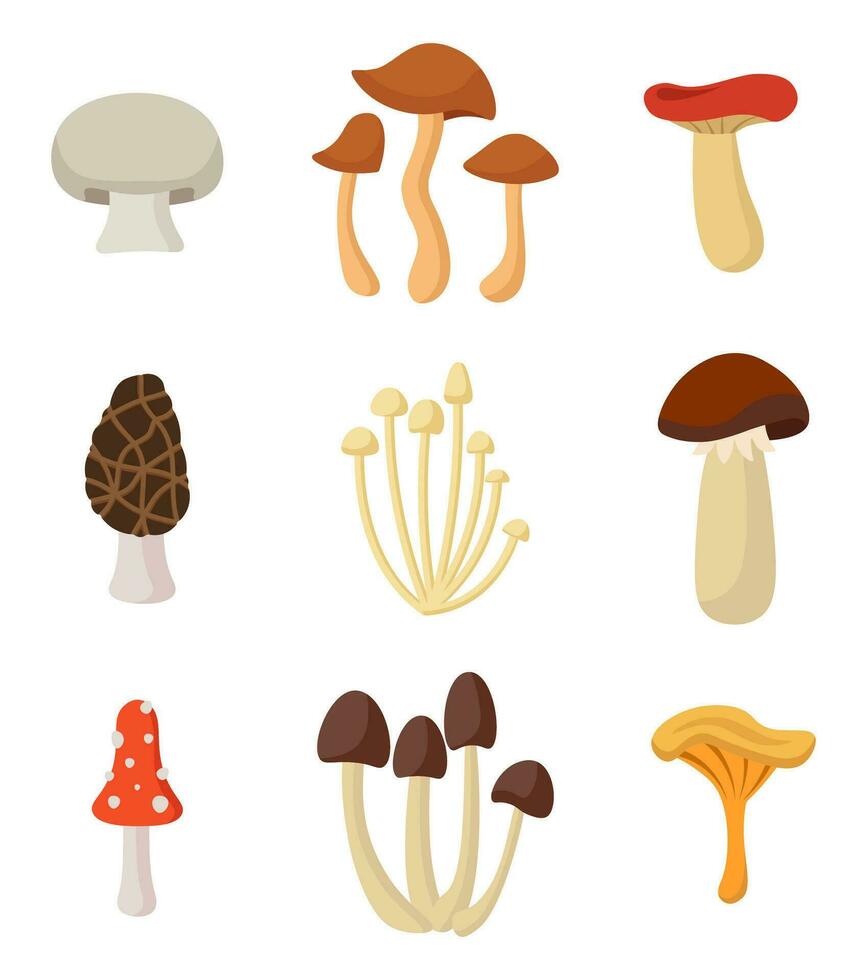 conjunto de hongos. otoño naturaleza. vector ilustración en plano estilo