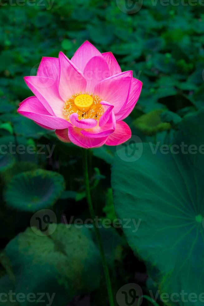 Close-up view of a large pink lotus flower with yellow stamens blooming beautifully. photo