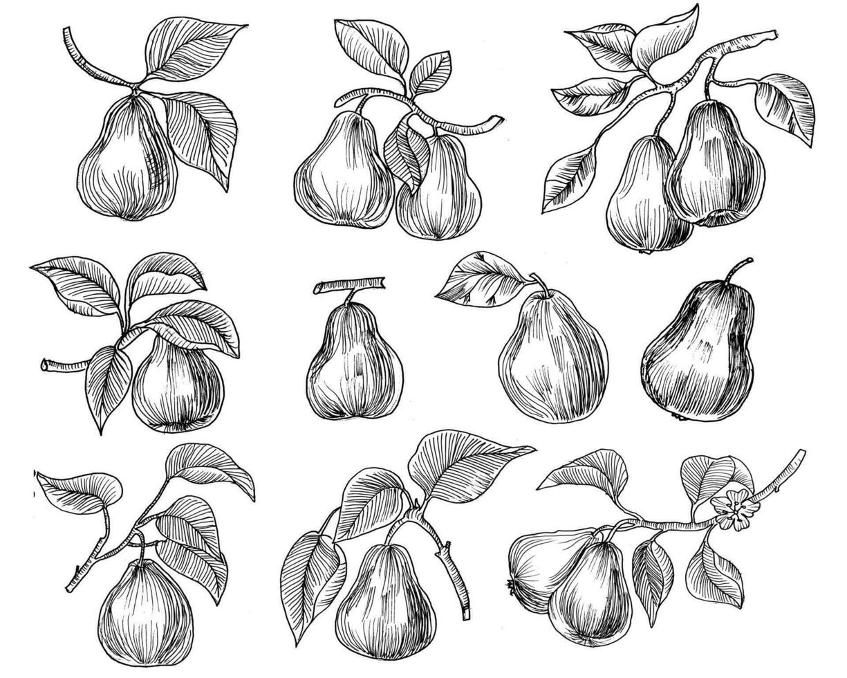 Hand Drawn Sweet Pear Illustration vector