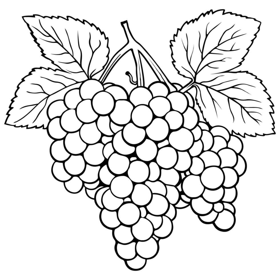 grape fruit hand drawn vector