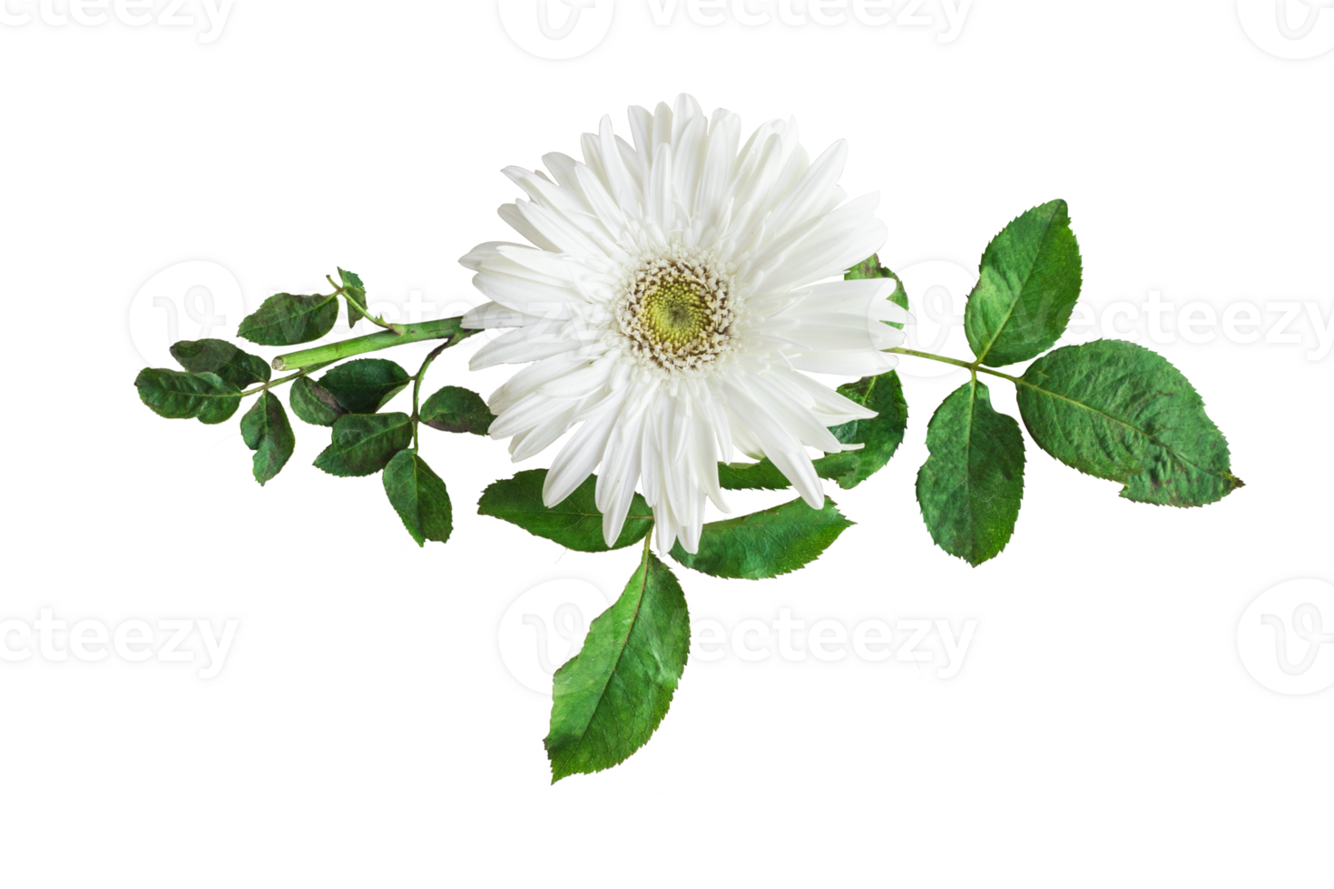Barberton daisy flowers in a floral arrangement, Gerbera Jameson isolated on white or transparent background png