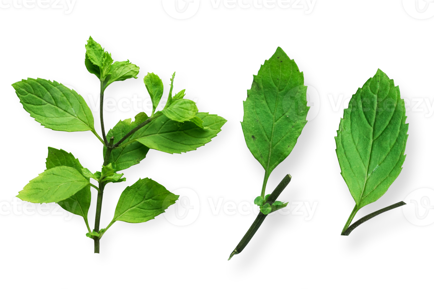 Green mint leaf isolated png. Fresh green mint leaf. Green mint clipping path. png