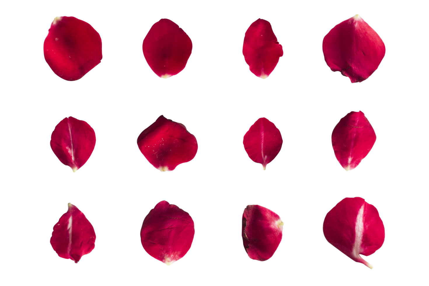 Set of 12 red rose petals on white background or transparent png