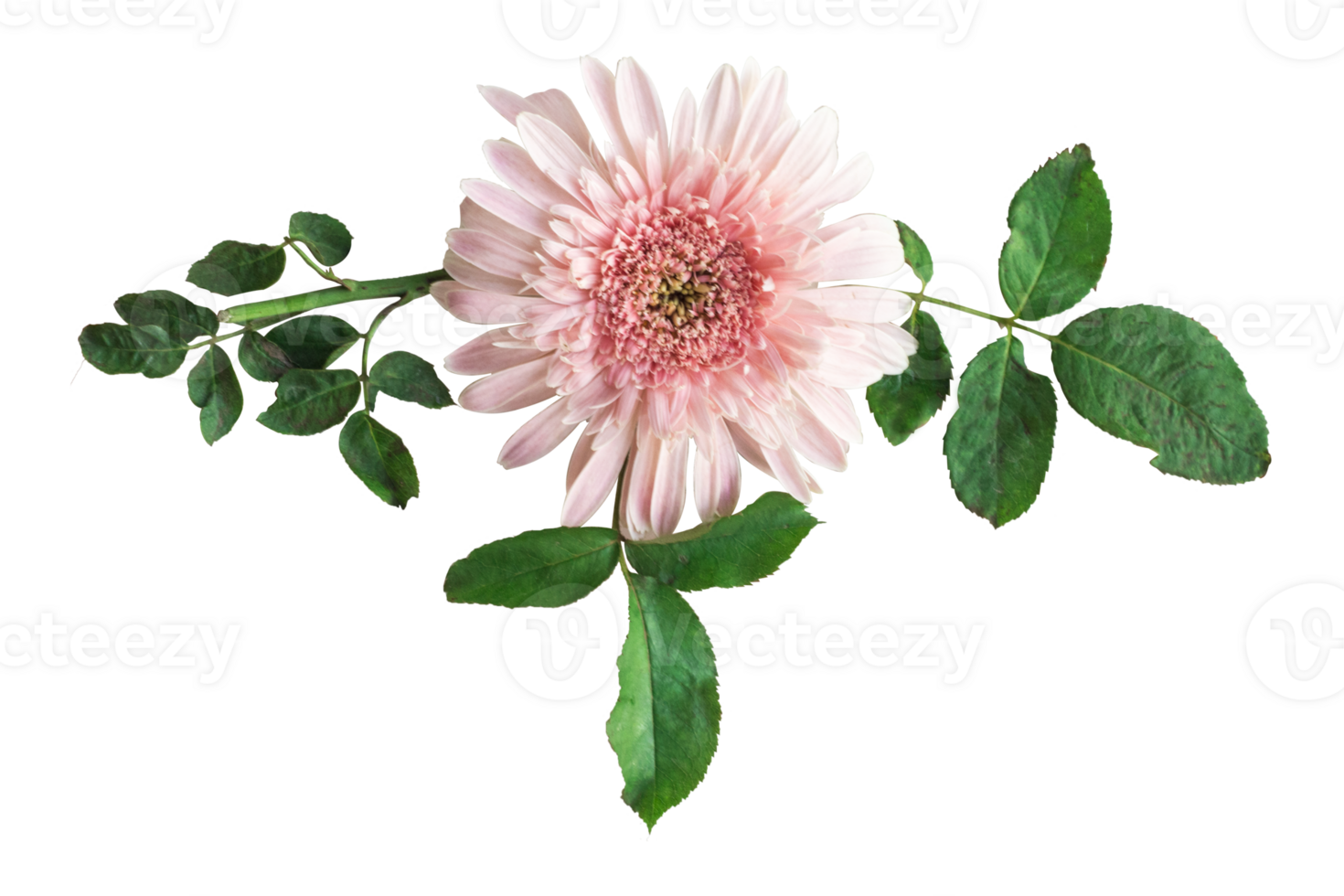 Barberton daisy flowers in a floral arrangement, Gerbera Jameson isolated on white or transparent background png