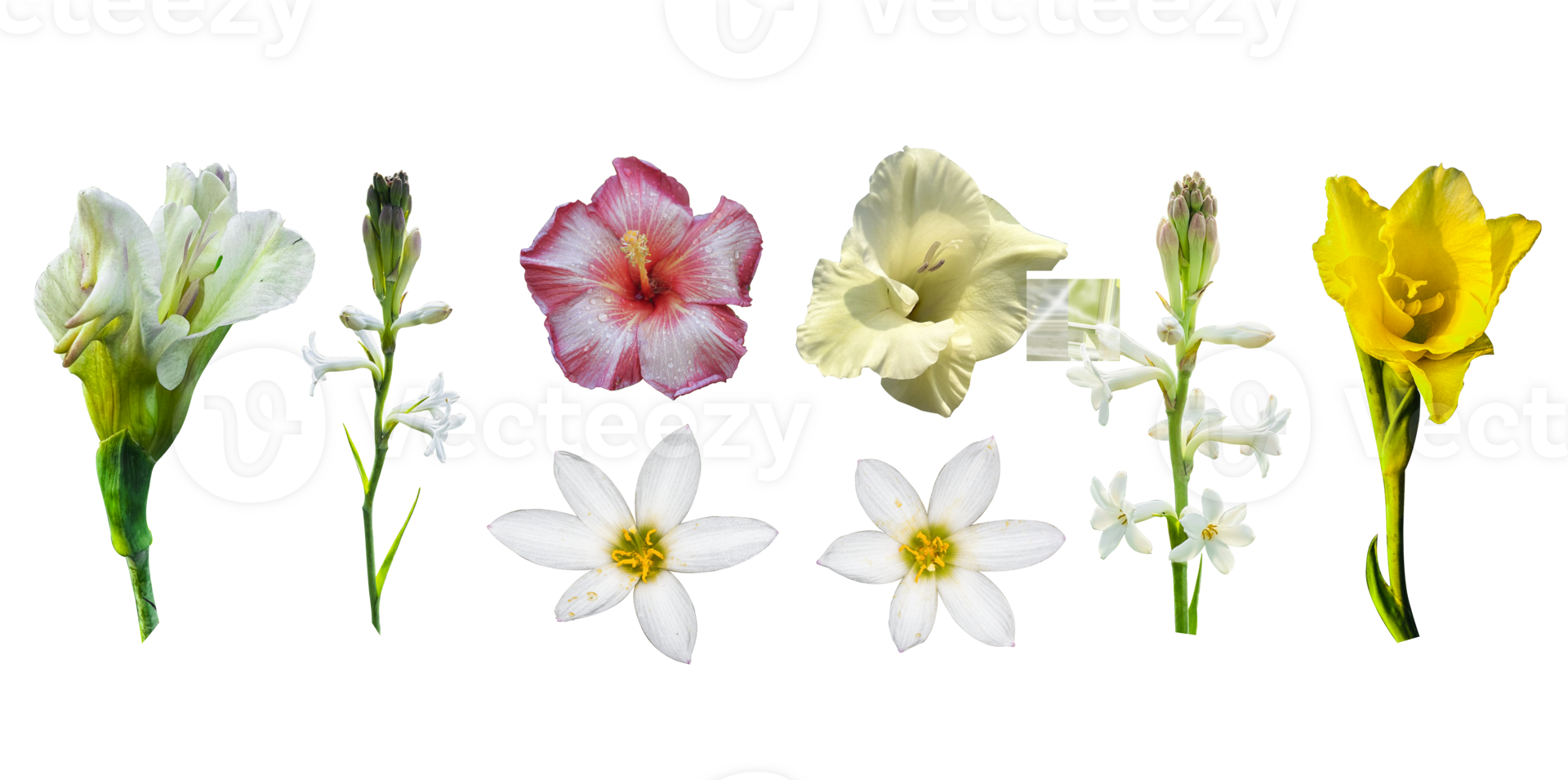 Spring collection of flowers, Colorful flowers collection isolated on