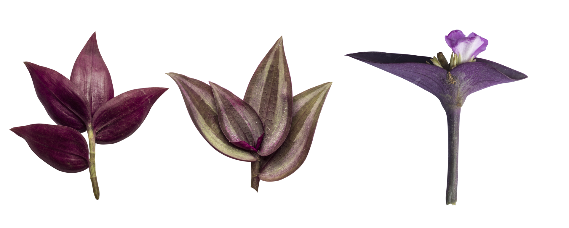 Purple and white leaf of Tradescantia zebrina Bosse png