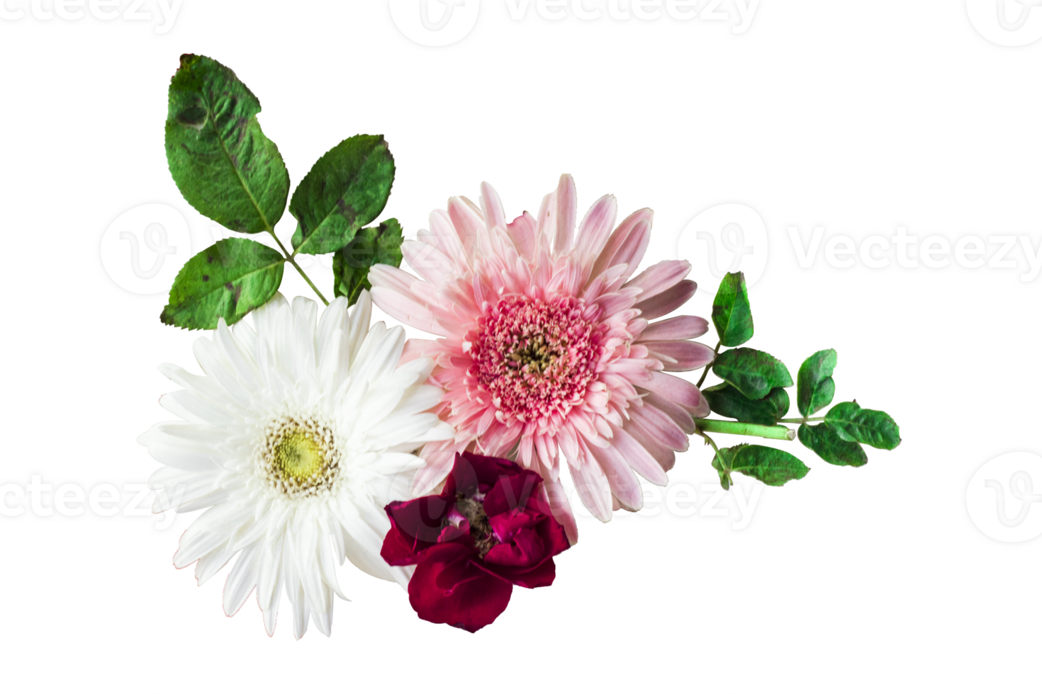 Barberton daisy flowers in a floral arrangement, Gerbera Jameson isolated on white or transparent background png
