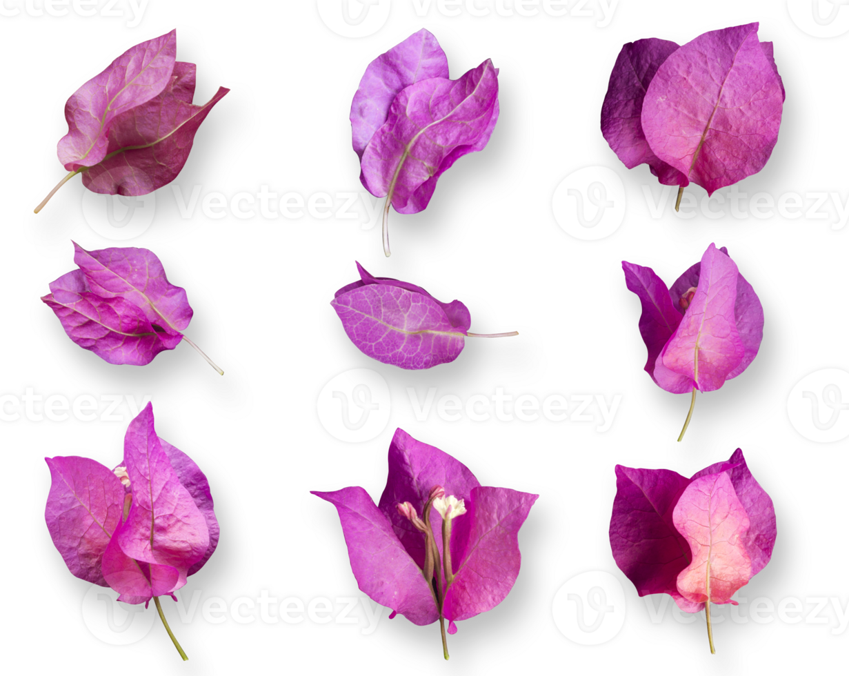 Pink Mediterranean Bougainvillea flowers collection isolated over a transparent background, vibrant floral design element png, png