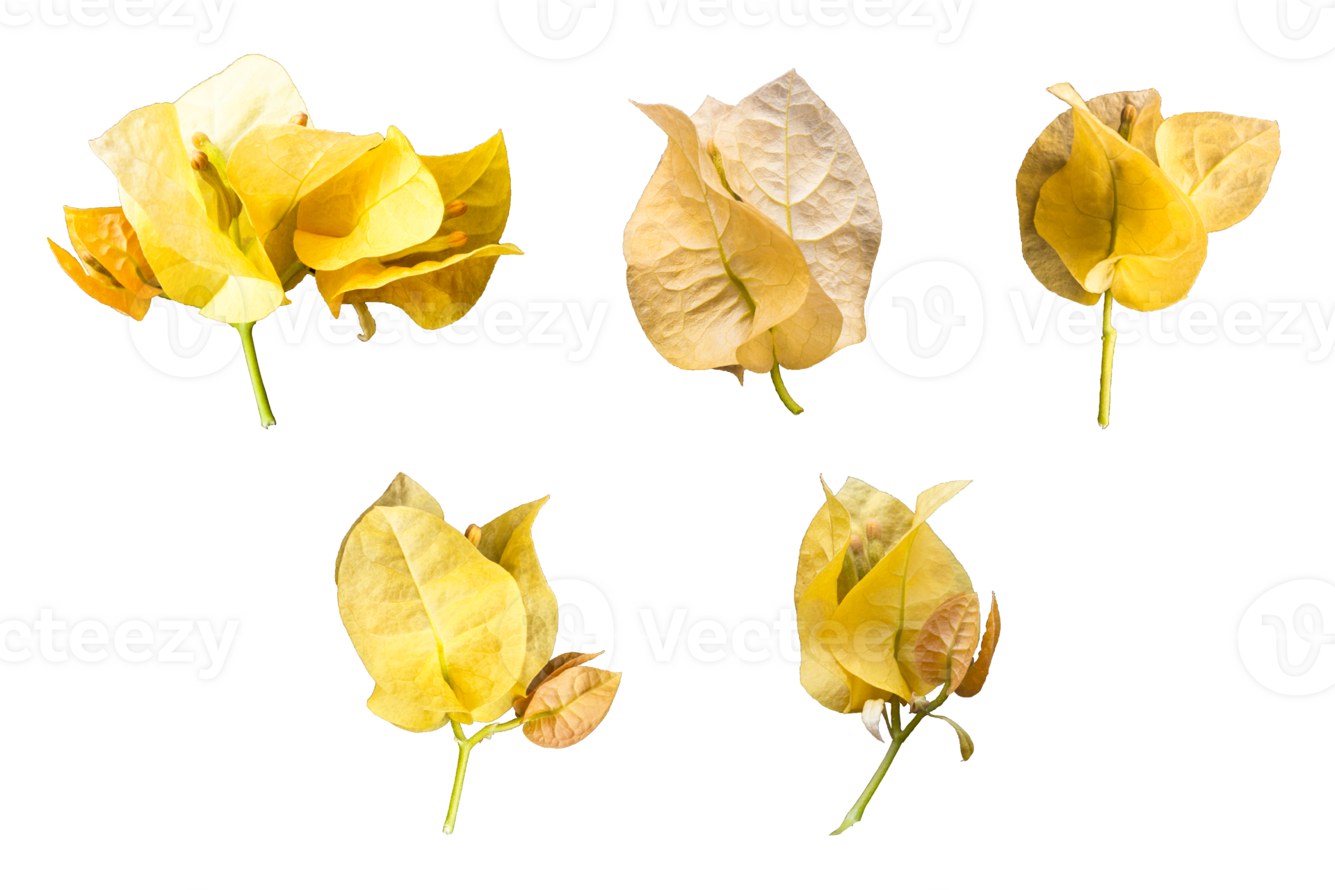Set of five yellow flowers isolated on a transparent background, Paper