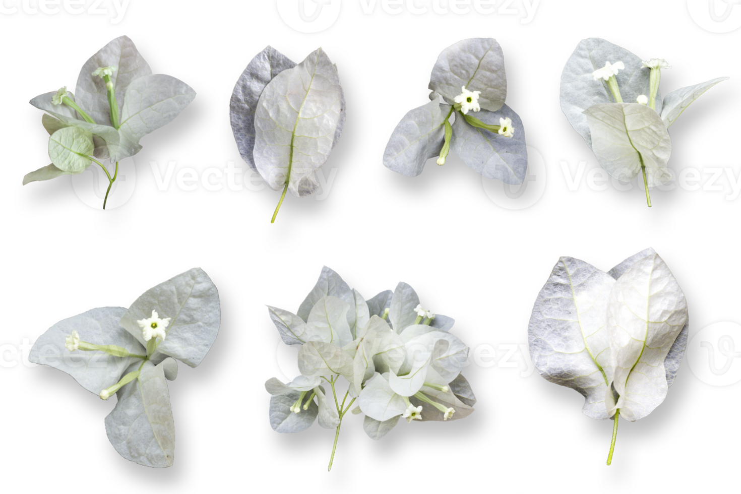 White Mediterranean Bougainvillea flowers collection isolated over a transparent background, vibrant floral design element png, png