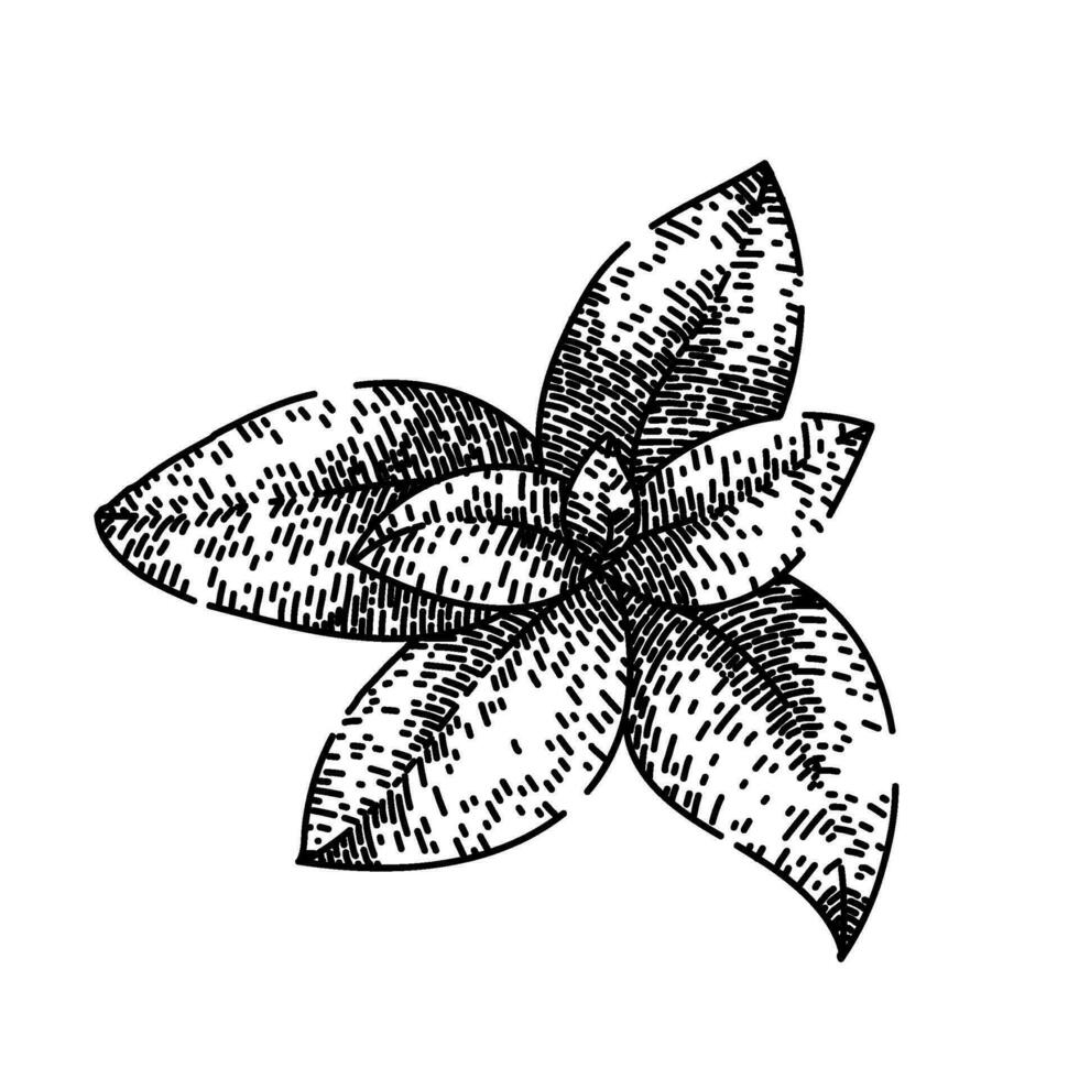 herbal thyme leaf sketch hand drawn vector