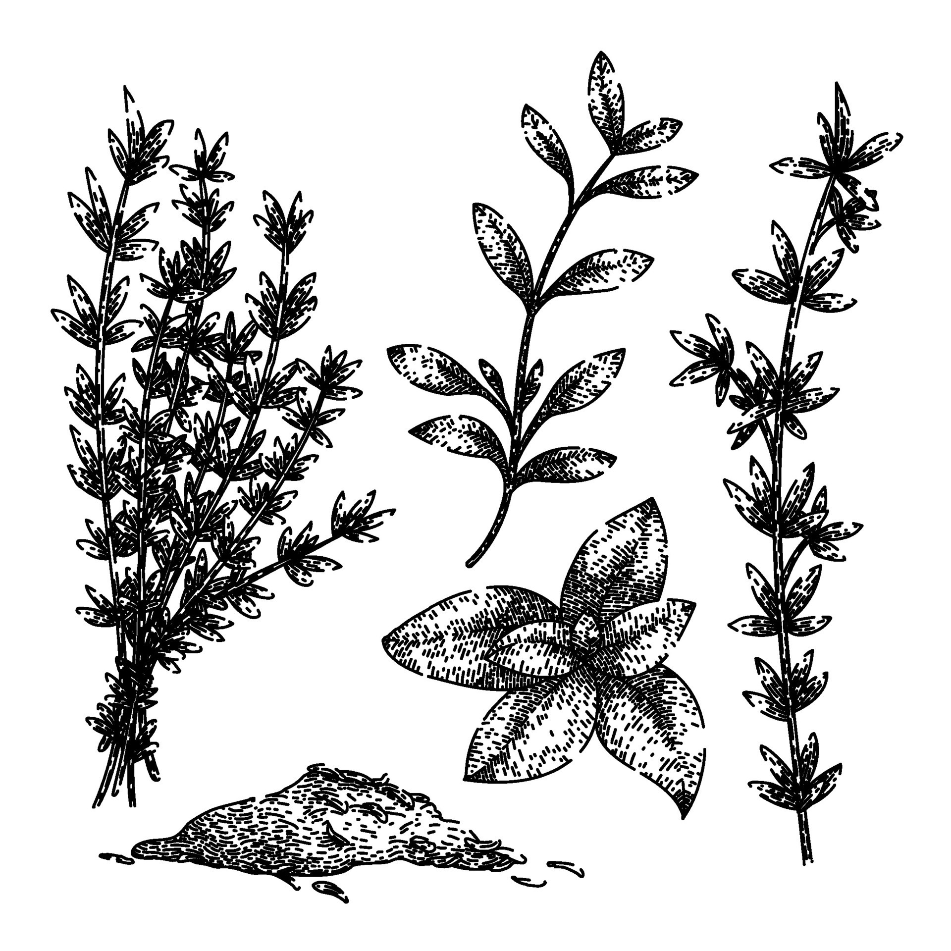 thyme leaf set sketch hand drawn vector 26824086 Vector Art at Vecteezy