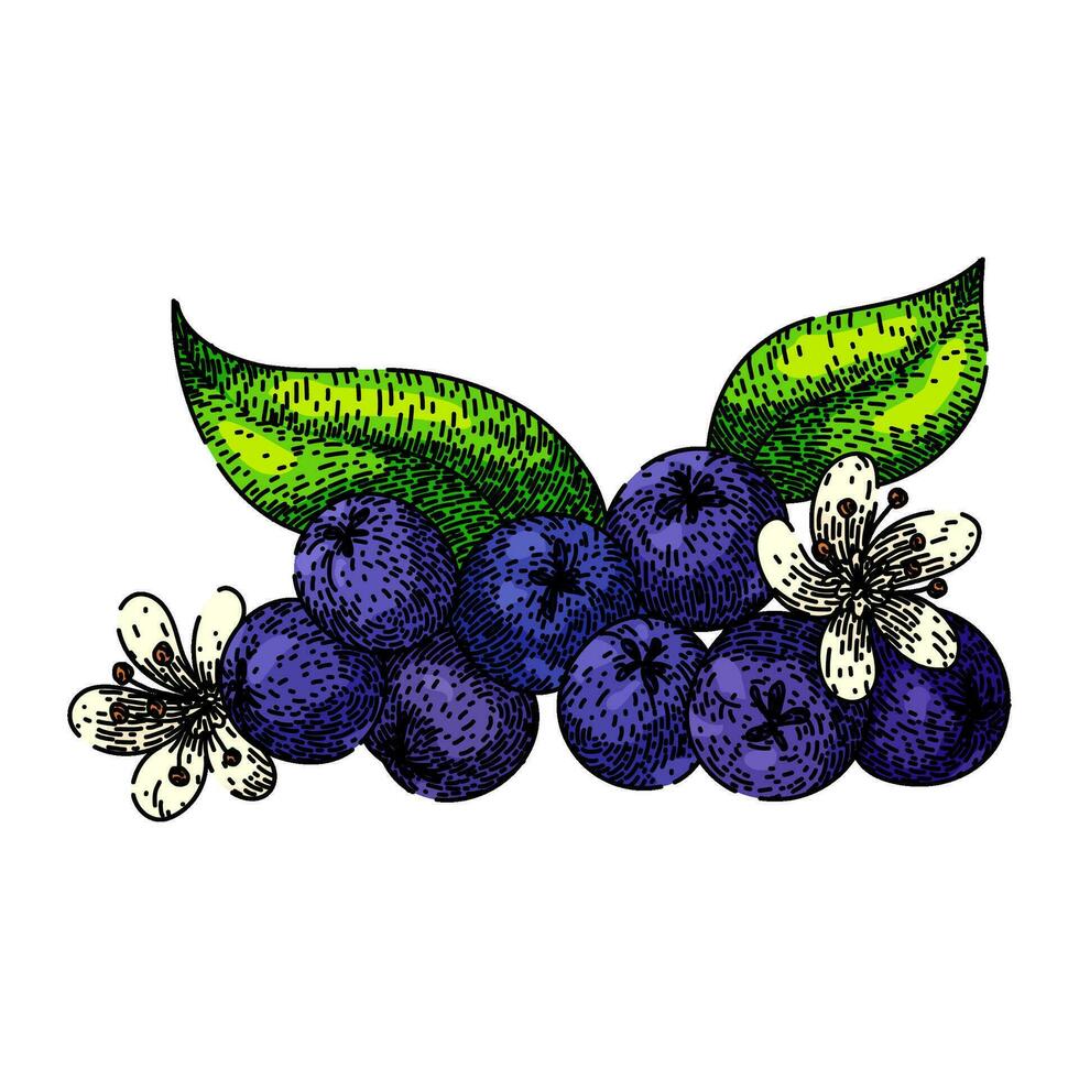 planta chokeberry aronia bosquejo mano dibujado vector