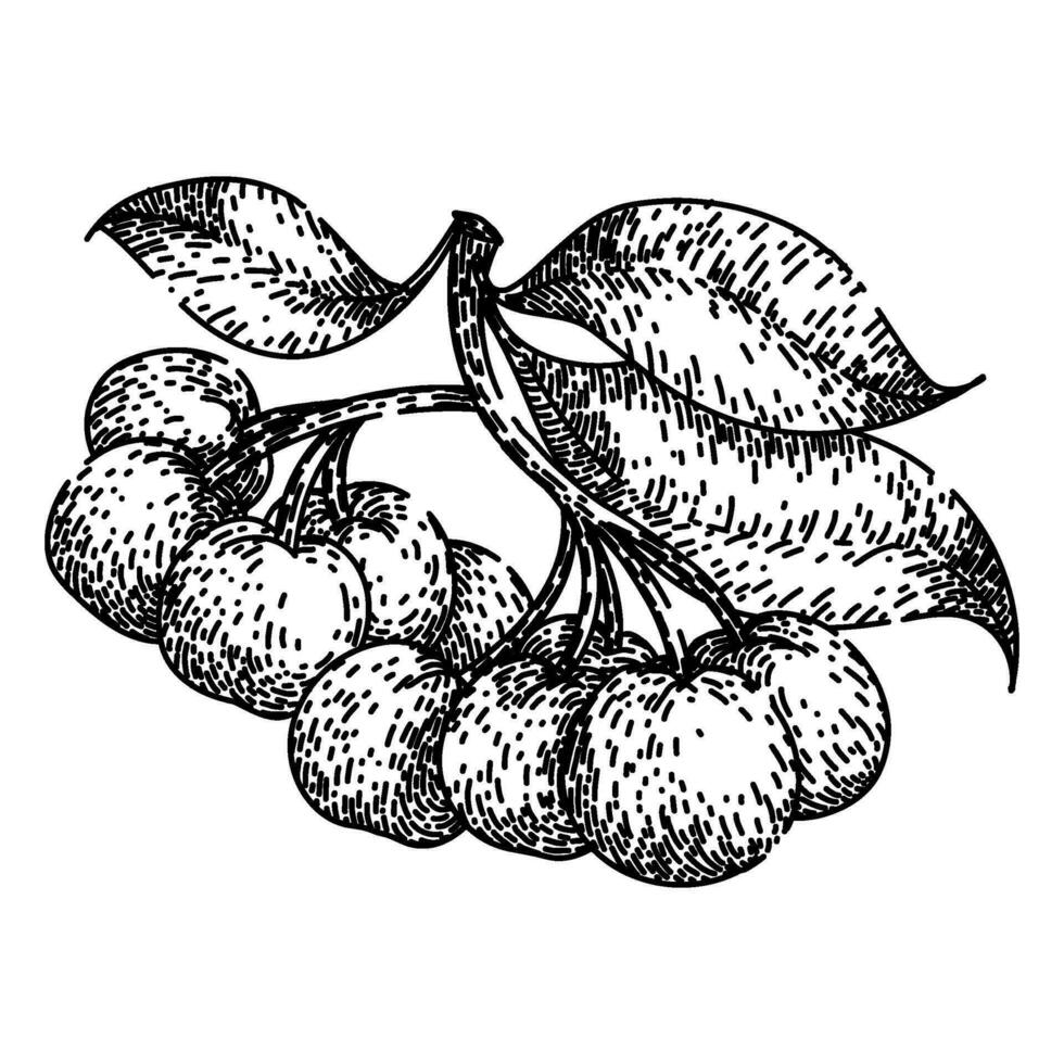 negro chokeberry aronia bosquejo mano dibujado vector