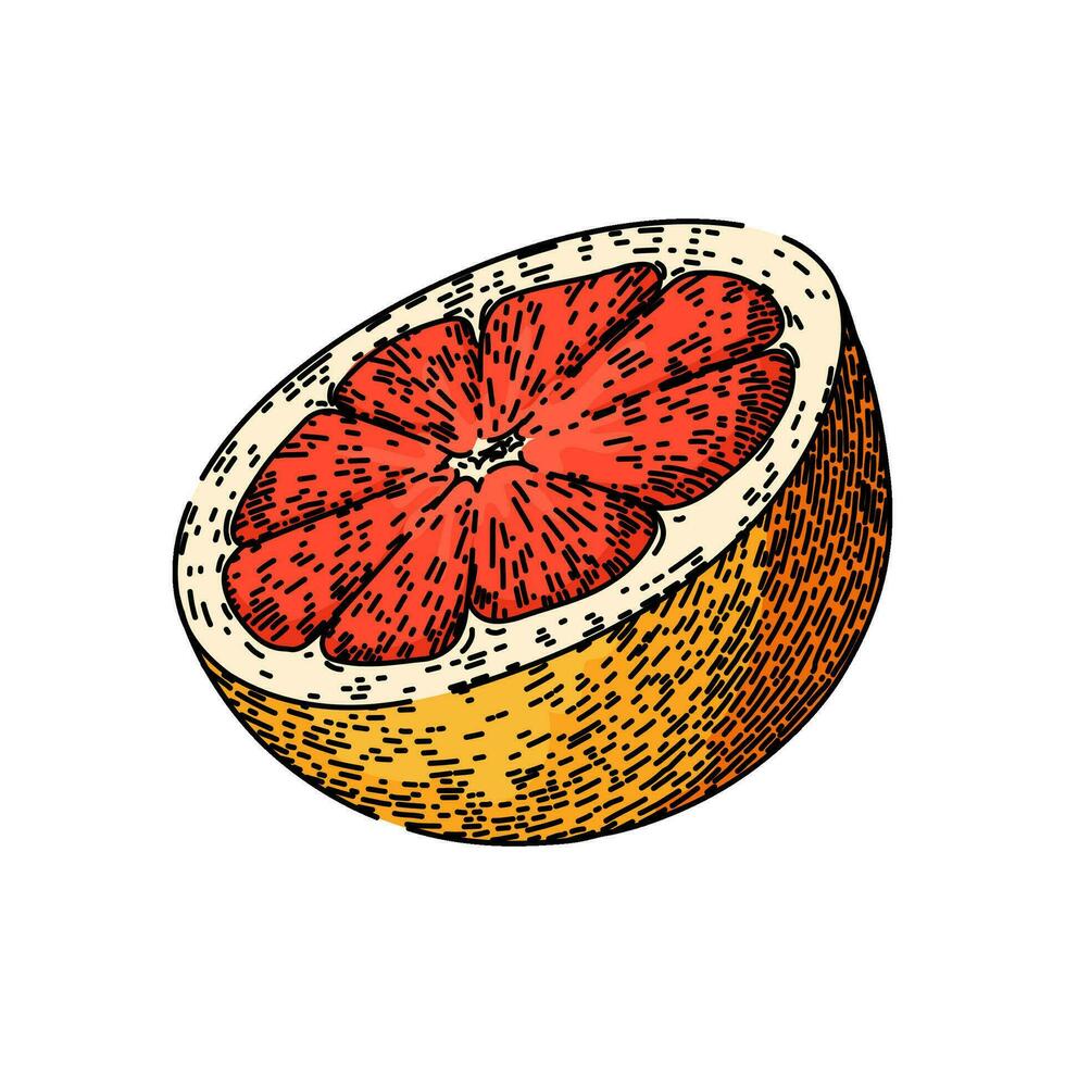 slice grapefruit red sketch hand drawn vector
