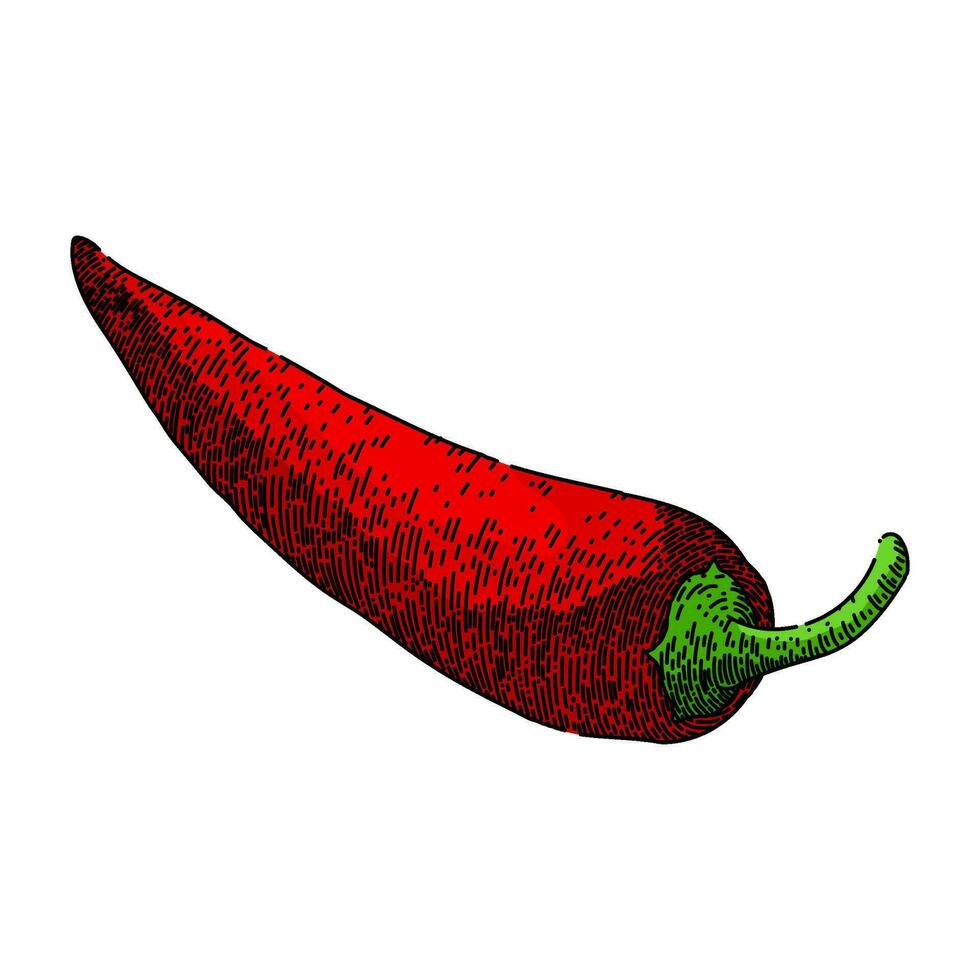 chilli chili pepper sketch hand drawn vector