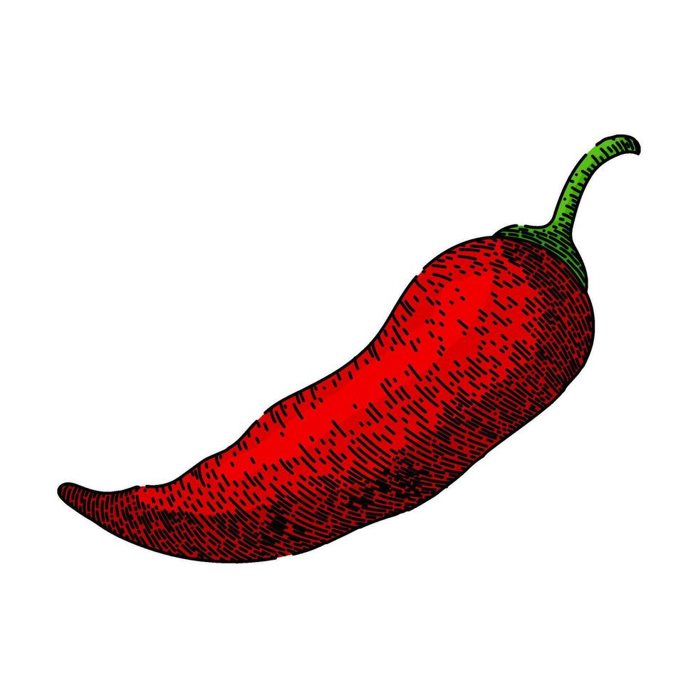 hot chili pepper sketch hand drawn vector
