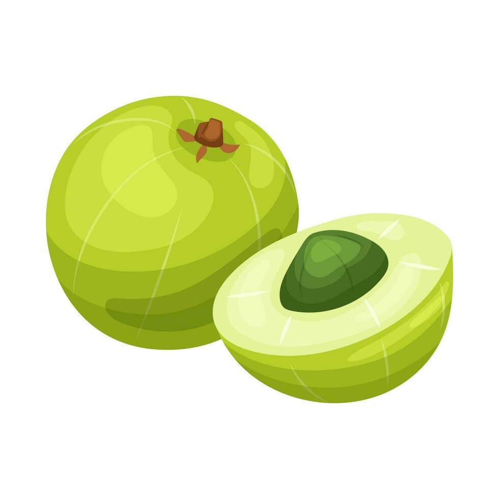 indian amla fruit cartoon vector illustration