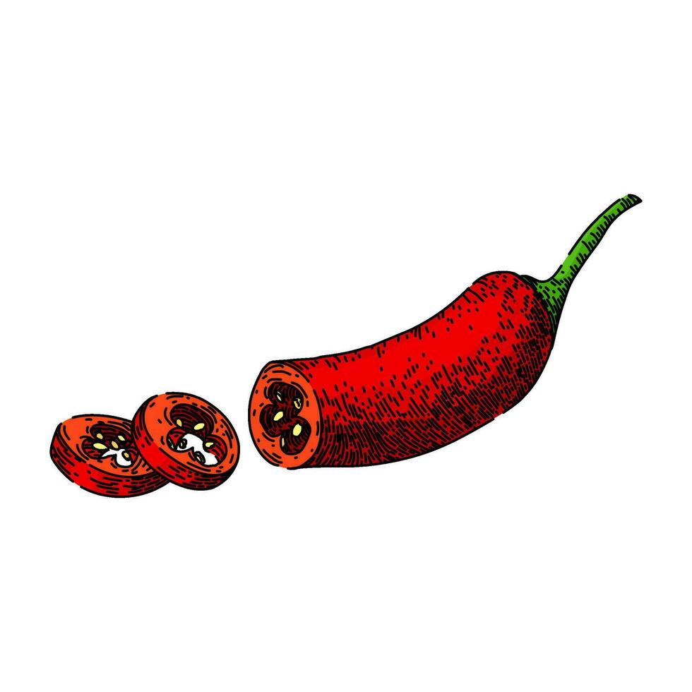 red chili pepper sketch hand drawn vector