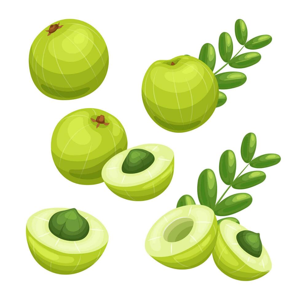 amla Fruta conjunto dibujos animados vector ilustración