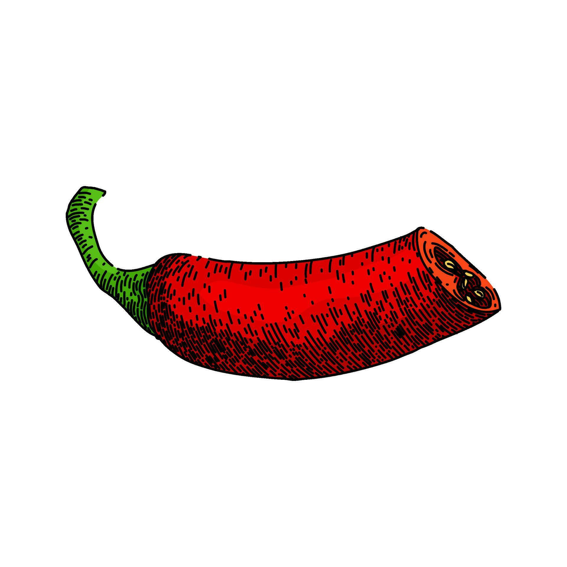 paprika chili pepper sketch hand drawn vector 26826458 Vector Art at
