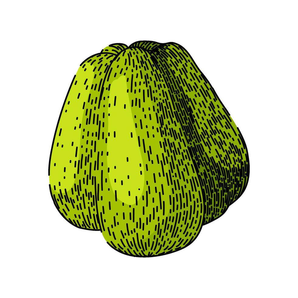 nutrition chayote healthy sketch hand drawn vector