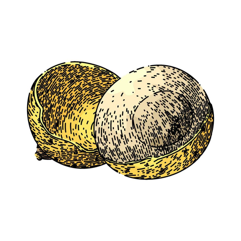 organic longan fruit sketch hand drawn vector