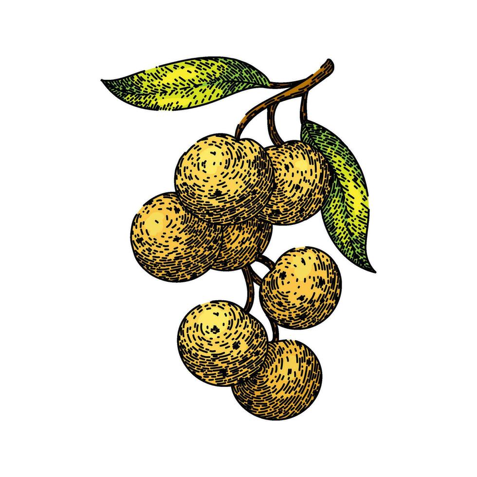 fresh longan fruit sketch hand drawn vector