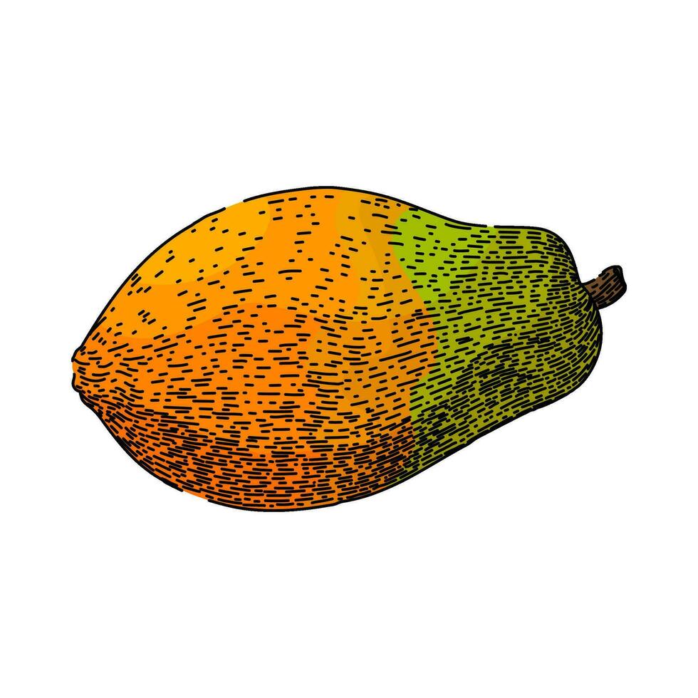 fresh papaya fruit sketch hand drawn vector