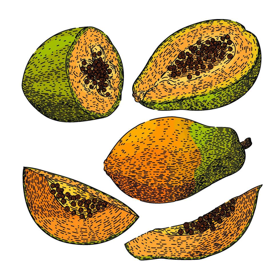 papaya Fruta conjunto bosquejo mano dibujado vector