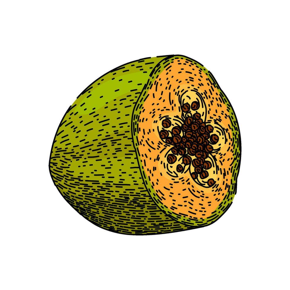 slice papaya fruit sketch hand drawn vector