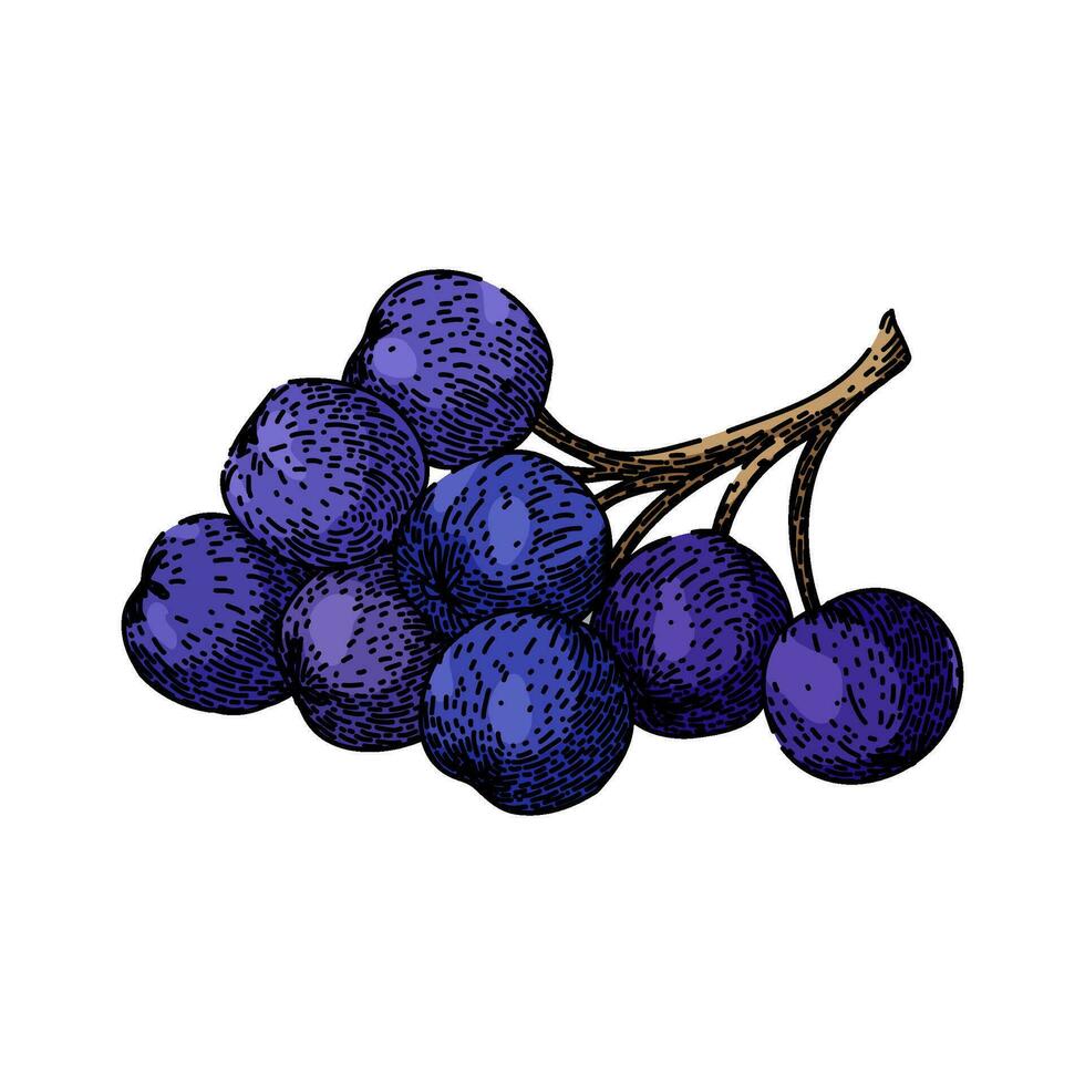 berry chokeberry aronia sketch hand drawn vector