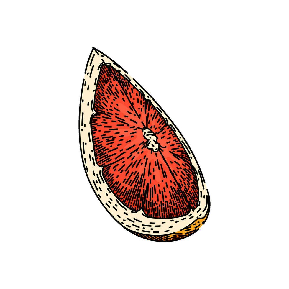 cortar pomelo rojo bosquejo mano dibujado vector