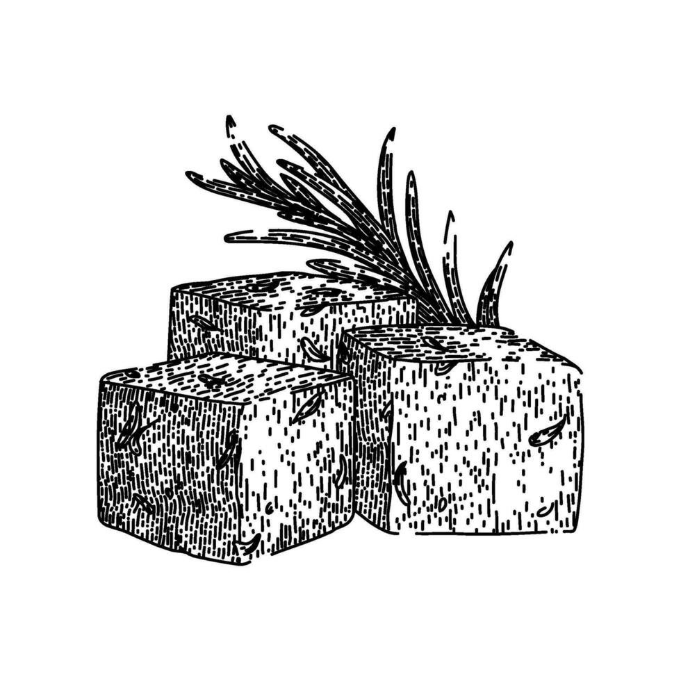 appetizer feta cheese sketch hand drawn vector
