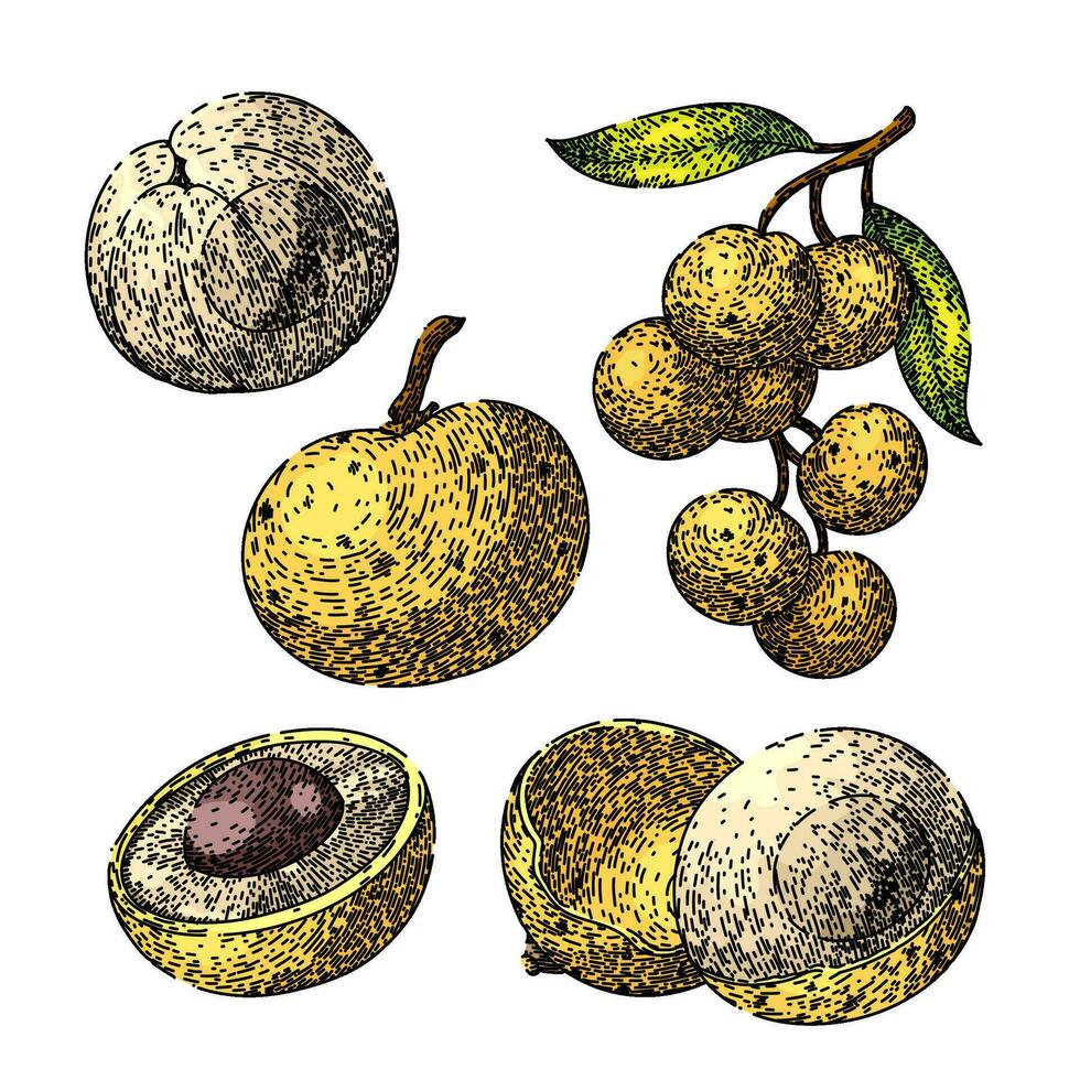 longan fruit set sketch hand drawn vector