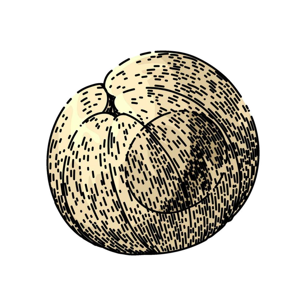 healthy longan fruit sketch hand drawn vector