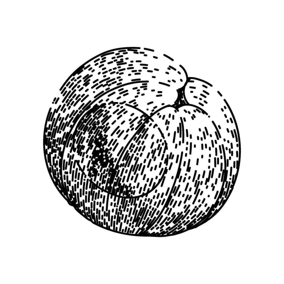 healthy longan fruit sketch hand drawn vector