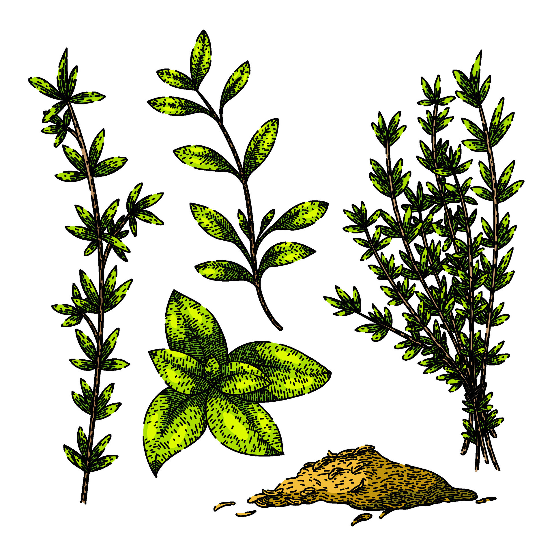 thyme leaf set sketch hand drawn vector 26826678 Vector Art at Vecteezy