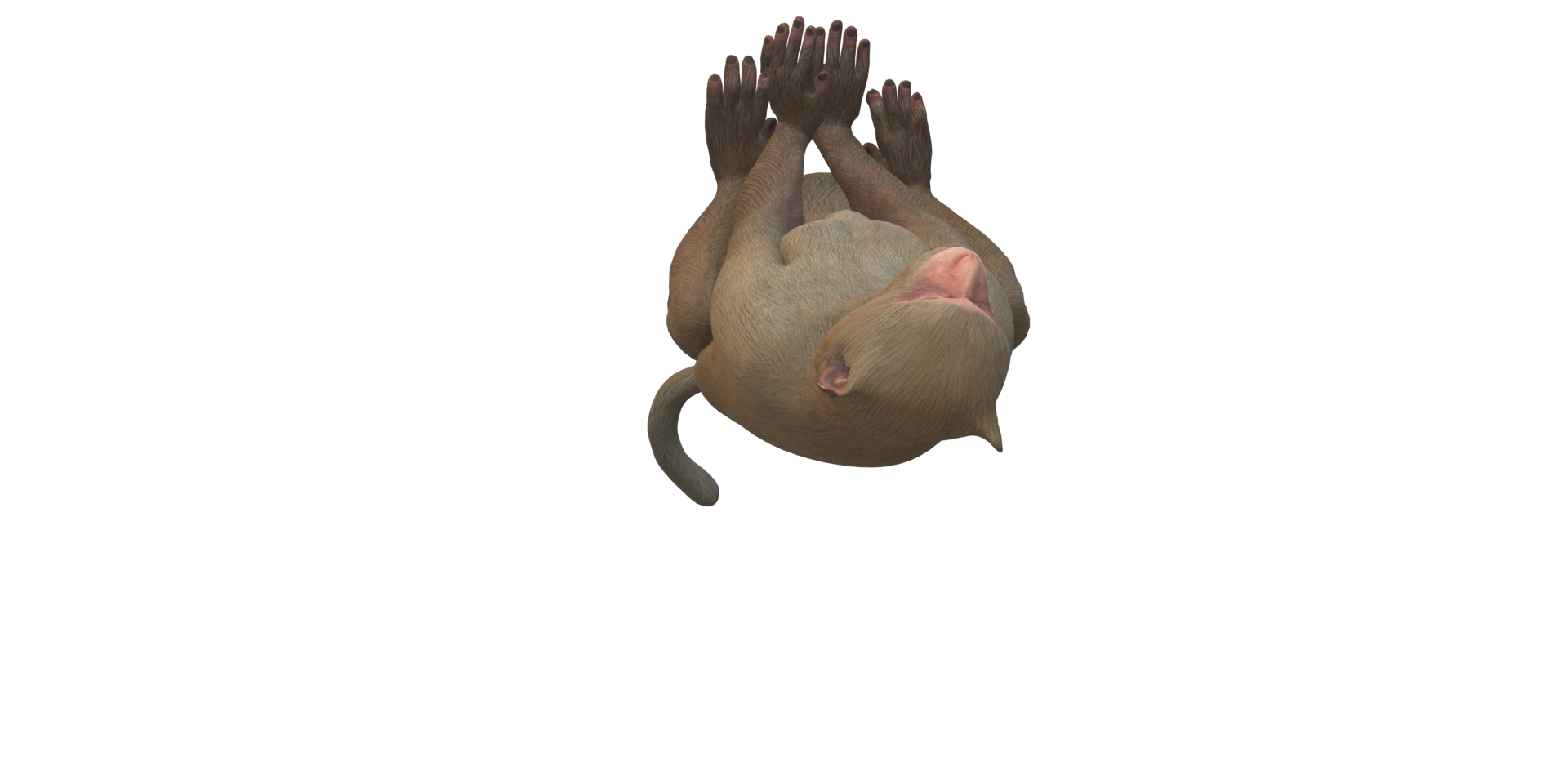 Monkey isolated on a Transparent Background png