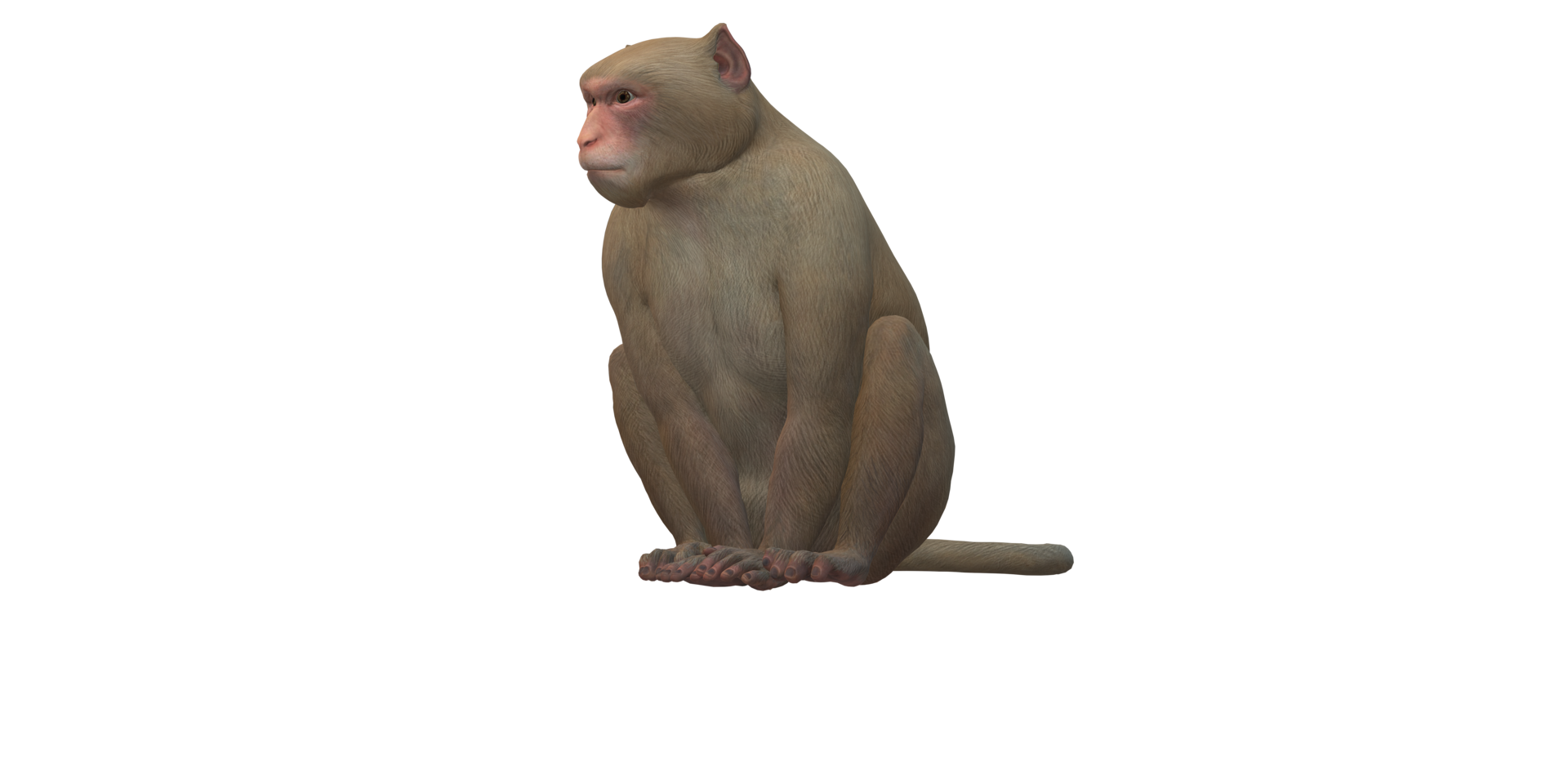 Monkey isolated on a Transparent Background png
