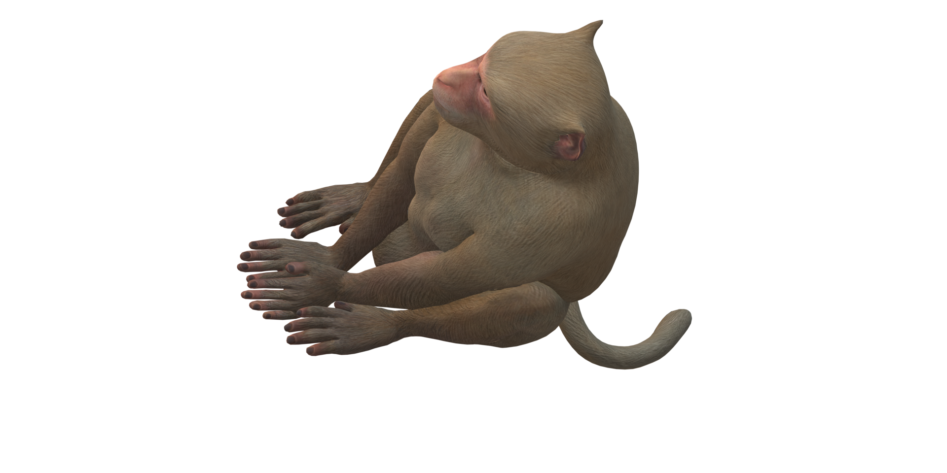 Monkey isolated on a Transparent Background png