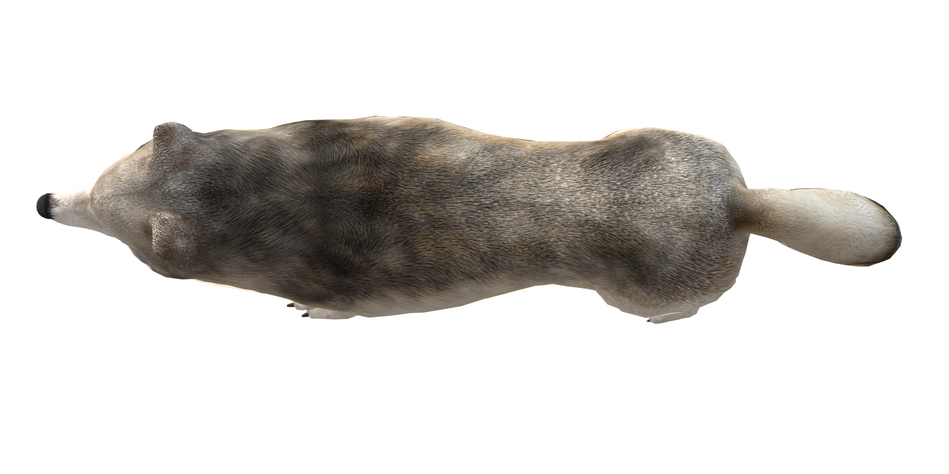 Wolf isolated on a Transparent Background png