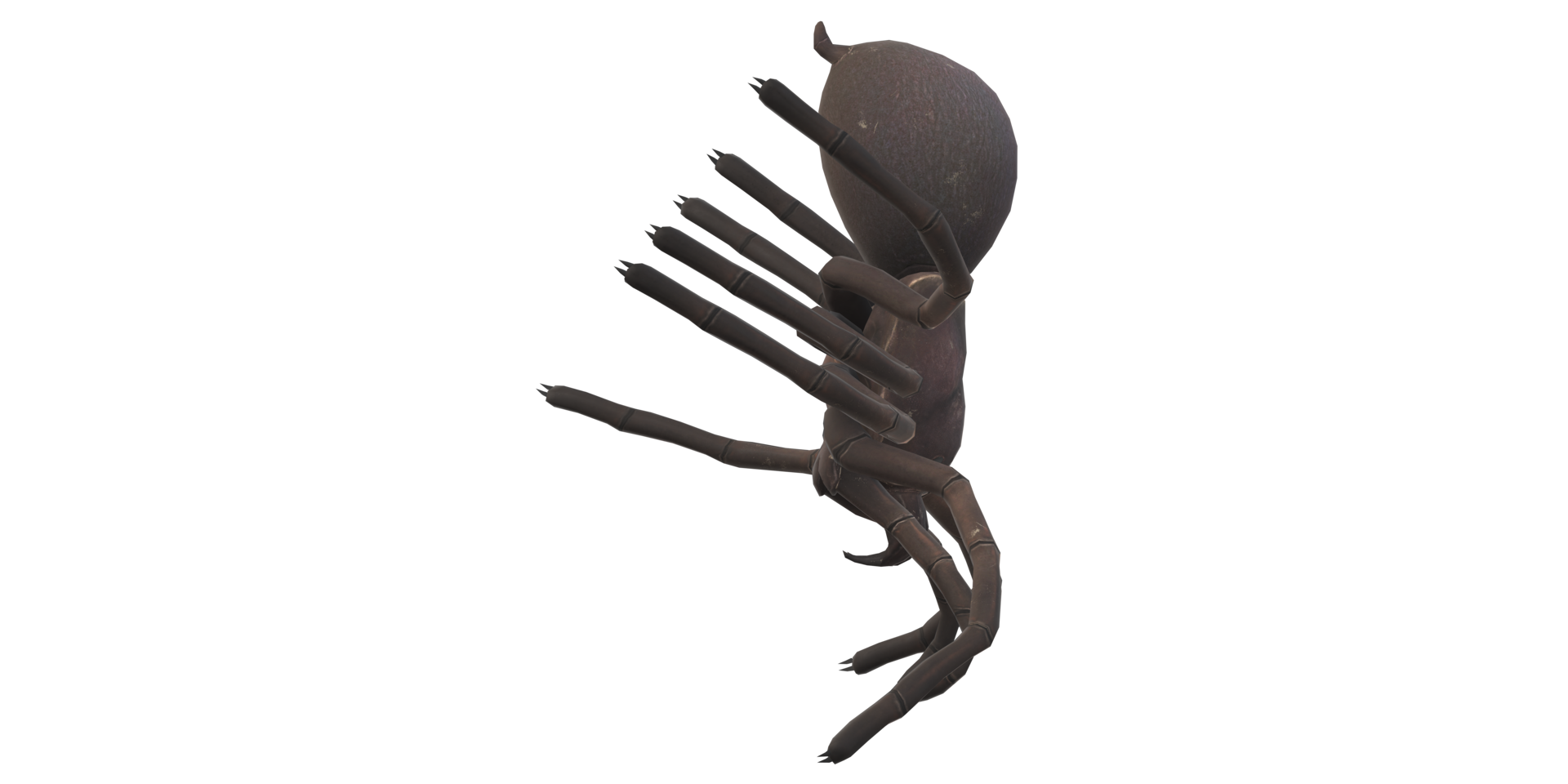 Spider isolated on a transparent Background png